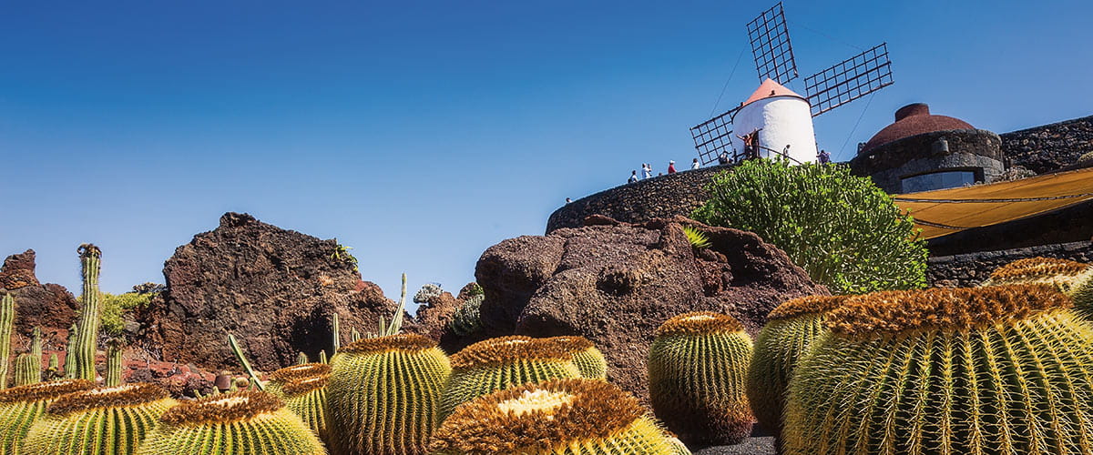 Cactus garden of Guatiza village of Lanzarote